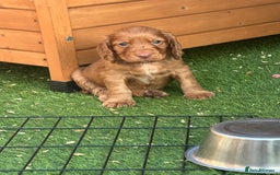 Cocker Spaniel dogs for sale: Working Cocker spaniel FTCH Bloodline  - Image 17
