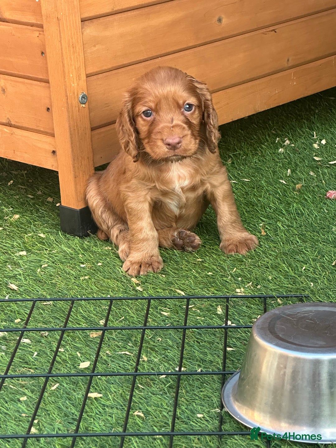 Cocker Spaniel dogs for sale: Working Cocker spaniel FTCH Bloodline  - Image 17