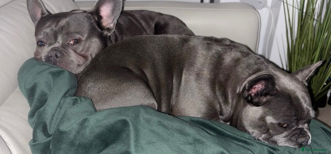 French Bulldog dogs for sale: Blue French bulldogs due around 18th November 2025 - Image 1
