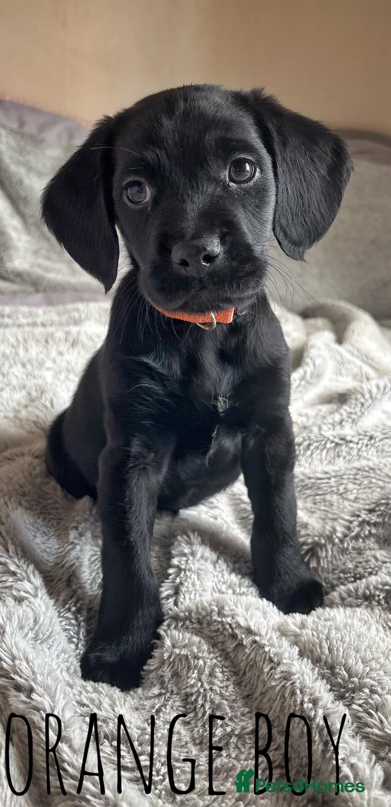 Cockerdor dogs Cockerdor Labrador Cocker spaniel puppies puppy  - Advert 1