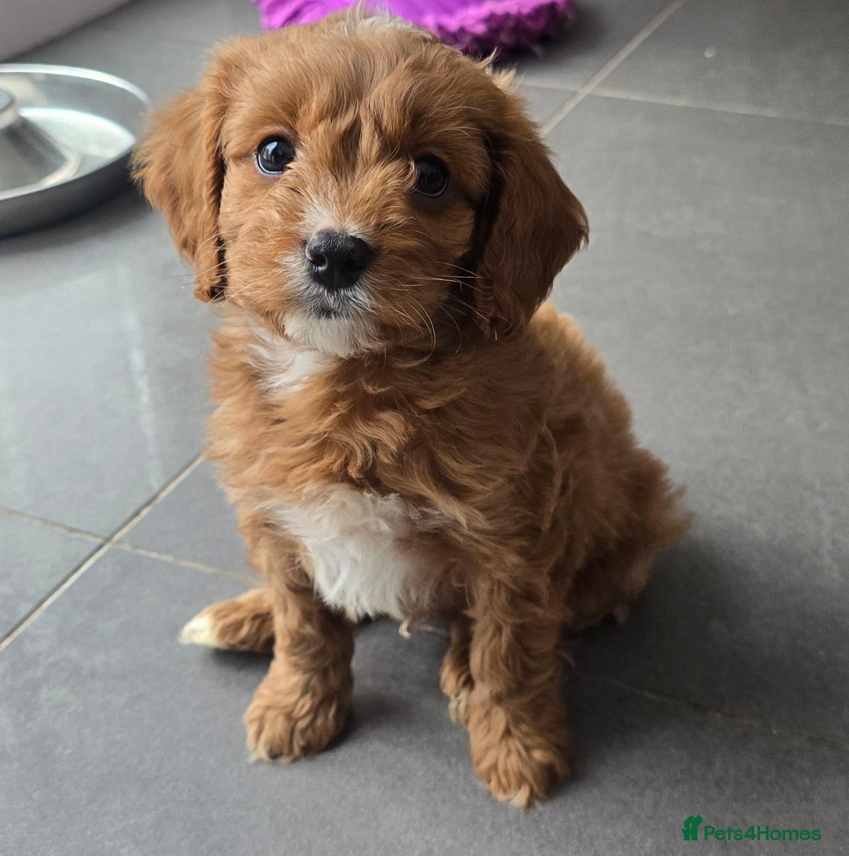 Cavapoo dogs Extensively health tested F1 Cavapoos - Advert 1