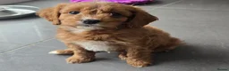 Cavapoo dogs for sale: Extensively health tested F1 Cavapoos - Advert 11