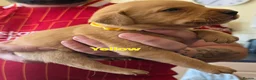 Labrador Retriever dogs for sale: Kc Reg Dark Fox Red & Light Red Lab Pups - Advert 35