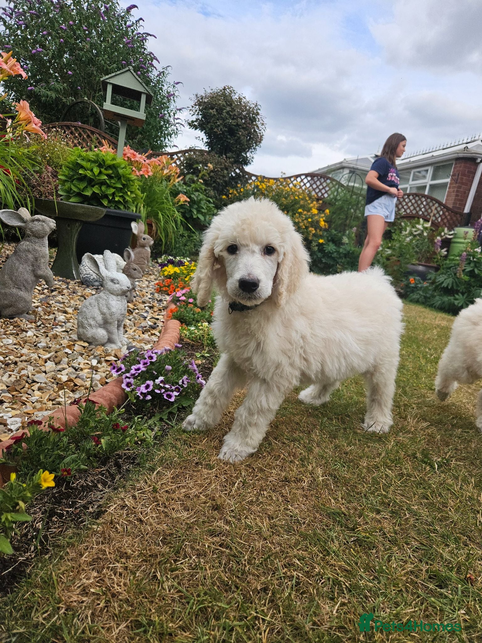 Standard Poodle dogs 💙Ready Now💙KC Registered Standard Poodle Boys 💙 - Advert 2