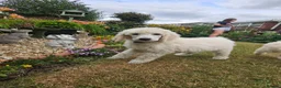 Standard Poodle dogs for sale: 💙Ready Now💙KC Registered Standard Poodle Boys 💙 - Advert 1