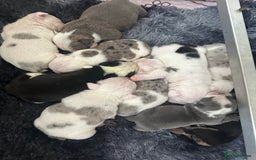 English Bulldog dogs for sale: 🌟 health tested parents 🌟 - Image 4
