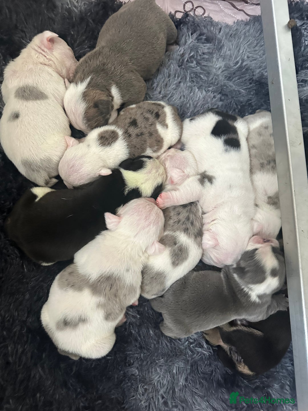 English Bulldog dogs for sale: 🌟 health tested parents 🌟 - Image 4