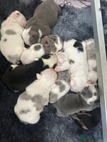 English Bulldog dogs - Advert 3