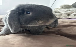 Mini Lop rabbits for sale: Mini loop  - Advert 4