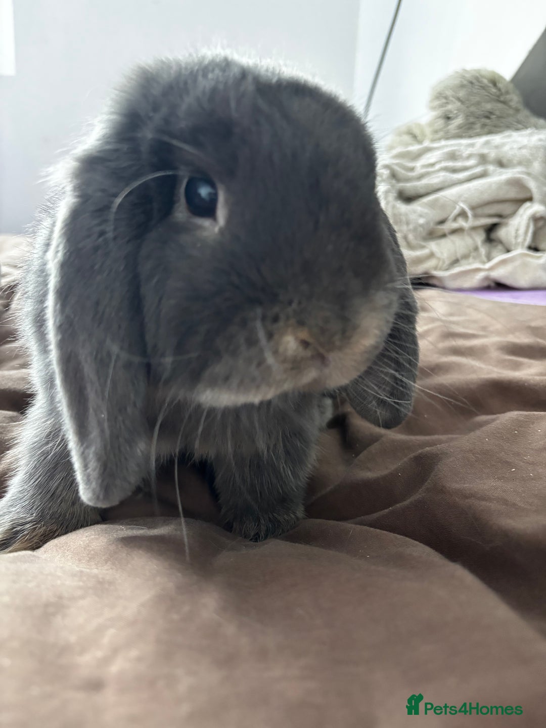 Mini Lop rabbits for sale: Mini loop  - Advert 4