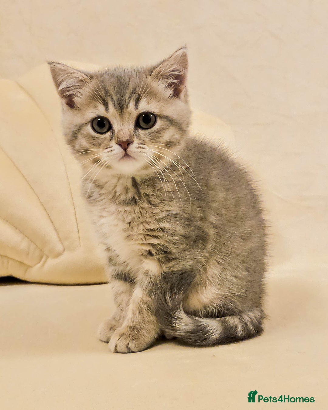 British Shorthair cats for sale: Adorable Kittens Ready For New Home - Advert 19