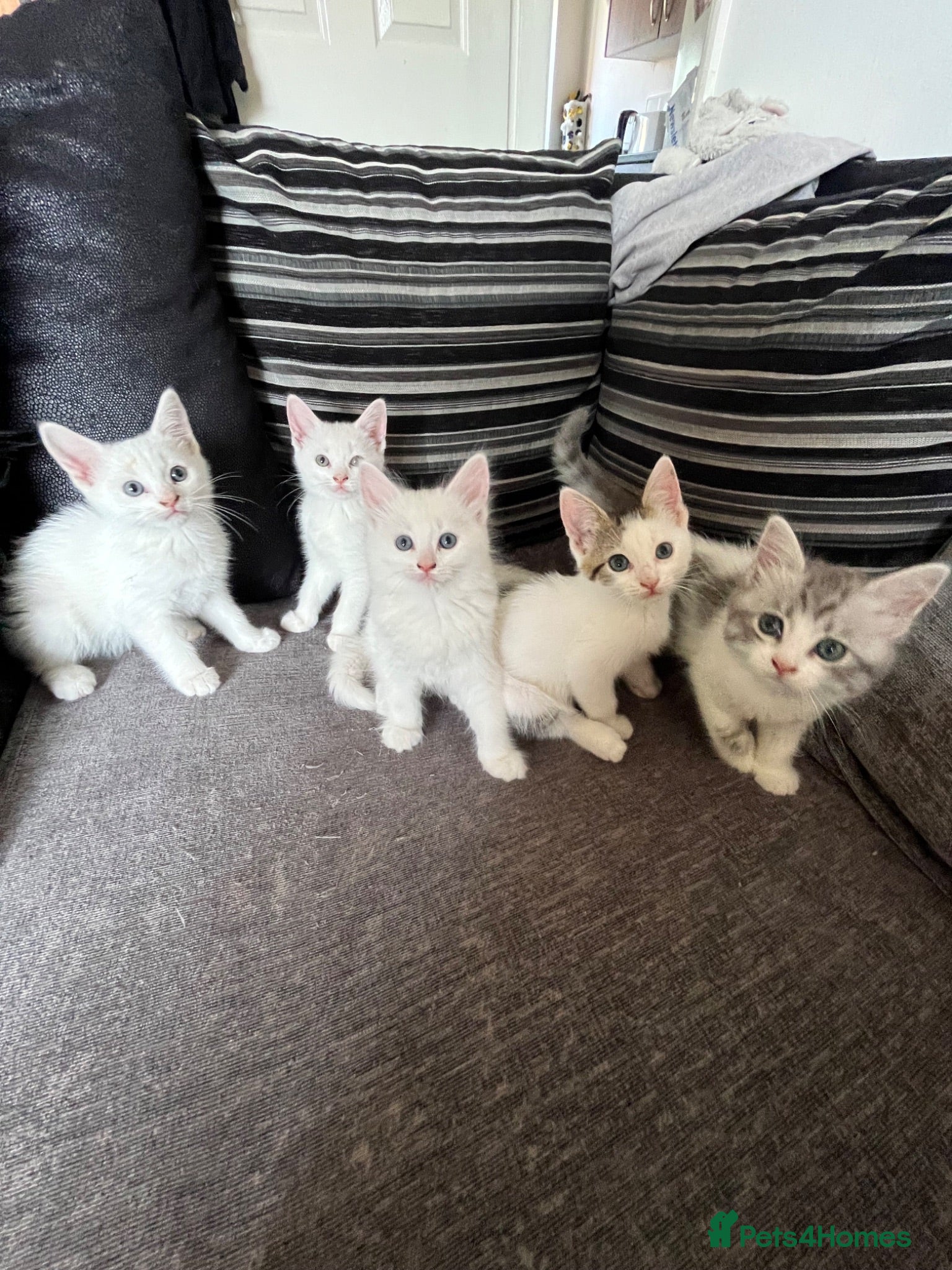 Mixed Breed cats Half Ragdoll and tabby kittens available - Advert 6