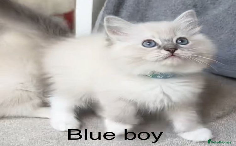 Ragdoll cats - Advert 14