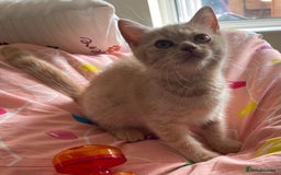 British Shorthair cats for sale: Beautiful 5th generation British shorthair kittens - Image 3