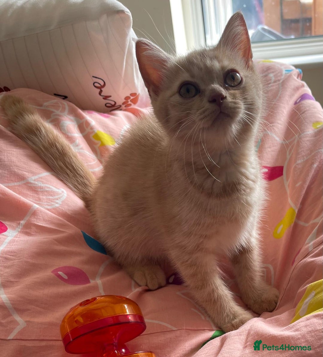British Shorthair cats for sale: Beautiful 5th generation British shorthair kittens - Image 3