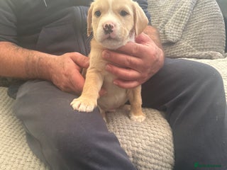 Mixed Breed dogs 7 beautiful puppies for sale - Advert 1