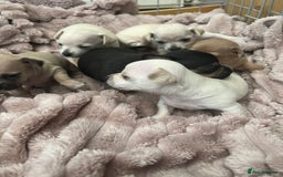 Chihuahua dogs for sale: Beautiful short hair chihuahua  - Advert 18