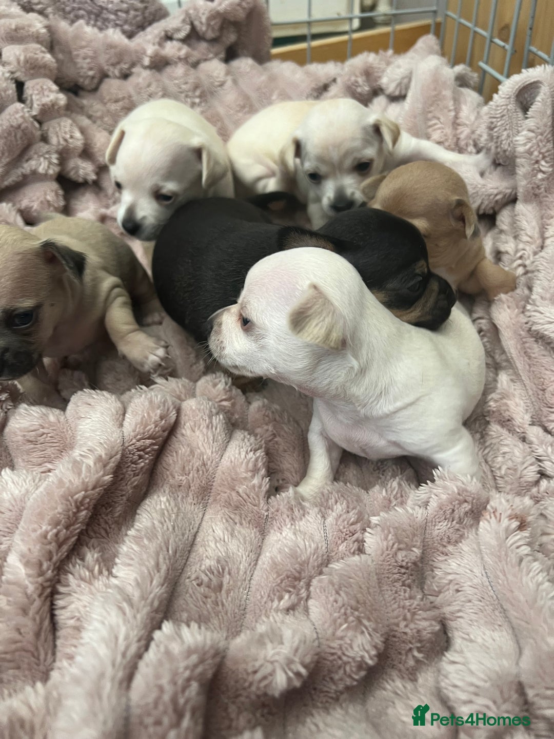 Chihuahua dogs for sale: Beautiful short hair chihuahua  - Advert 18