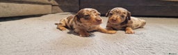Miniature Dachshund dogs for sale: NICE PUPPPIES MINI DACHSHUND  - Advert 1