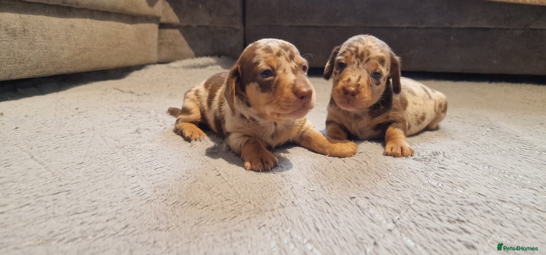 Miniature Dachshund dogs for sale: NICE PUPPPIES MINI DACHSHUND  - Advert 1