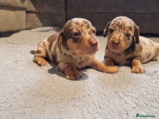 Miniature Dachshund dogs NICE PUPPPIES MINI DACHSHUND - Advert 10