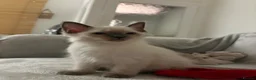 Ragdoll cats for sale: Bluepoint Ragdol female  - Advert 19