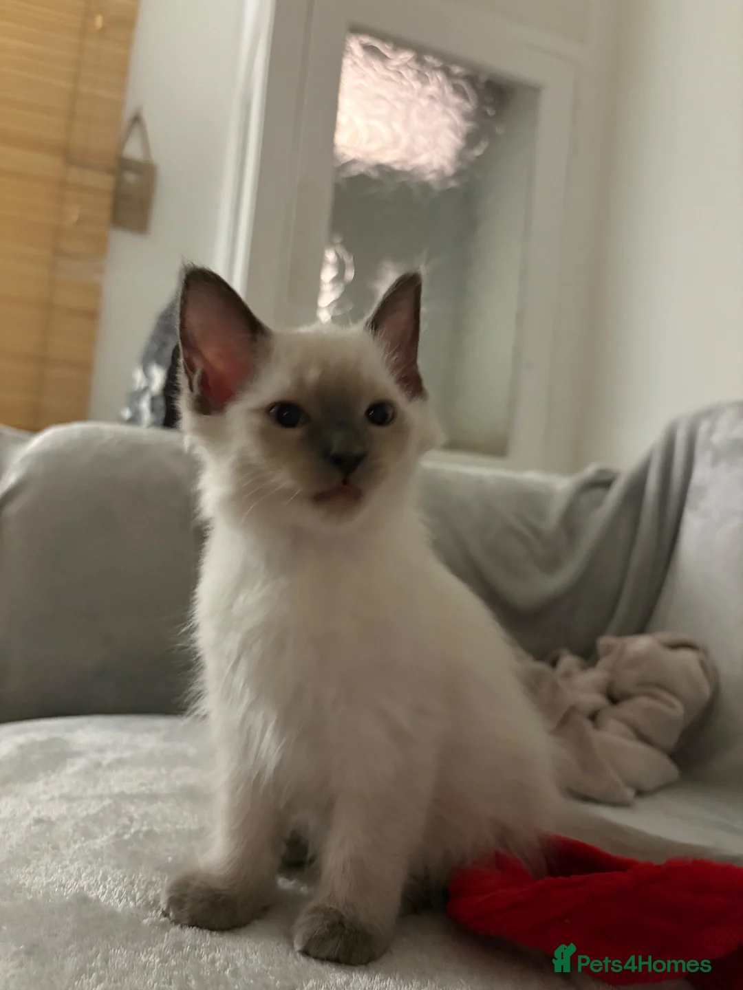 Ragdoll cats for sale: Bluepoint Ragdol female  - Advert 19