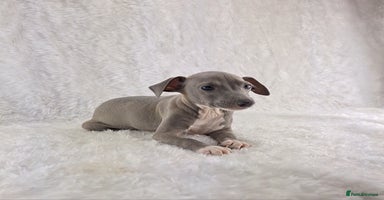 Italian Greyhound dogs - Advert 8