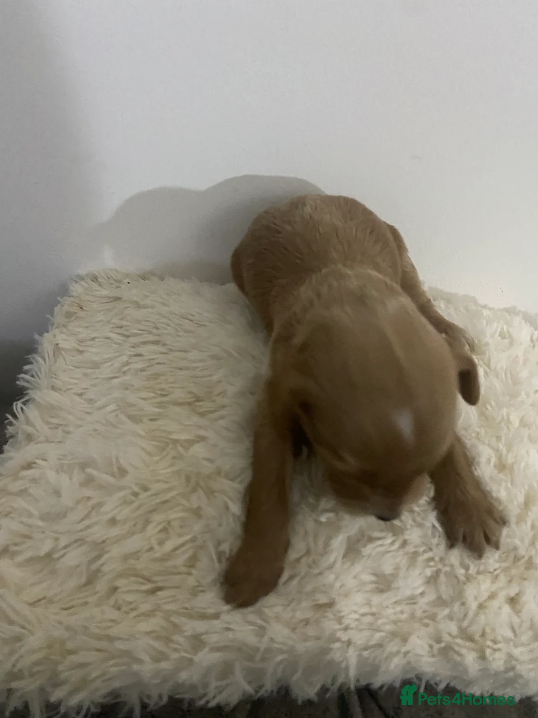 Cockapoo dogs for sale: Toy Poodle Cross Puppies, Mum & Dad Seen, London - Advert 9