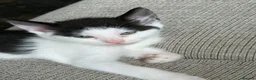 Mixed Breed cats for sale: Beautiful kittens ready for their forever home 🏡  - Advert 6