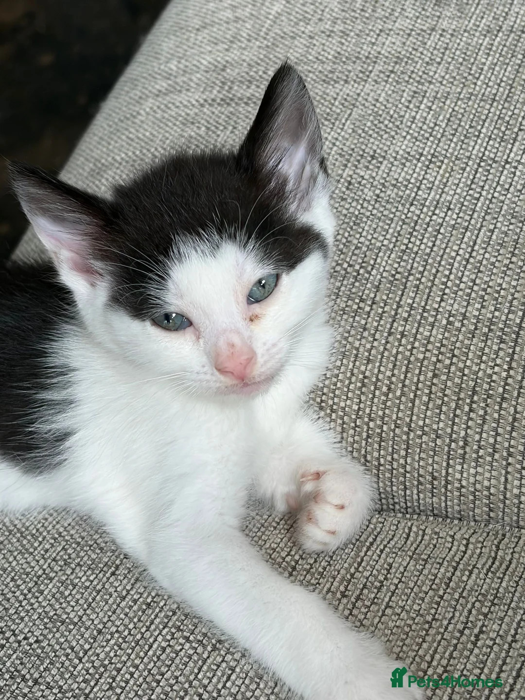 Mixed Breed cats for sale: Beautiful kittens ready for their forever home 🏡  - Advert 6