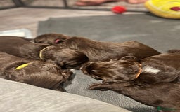 Sprocker dogs for sale: Chocolate & White Sprockers - ALL RESERVED - Image 2