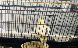 Cockatiels birds for sale: M r.    - Image 5