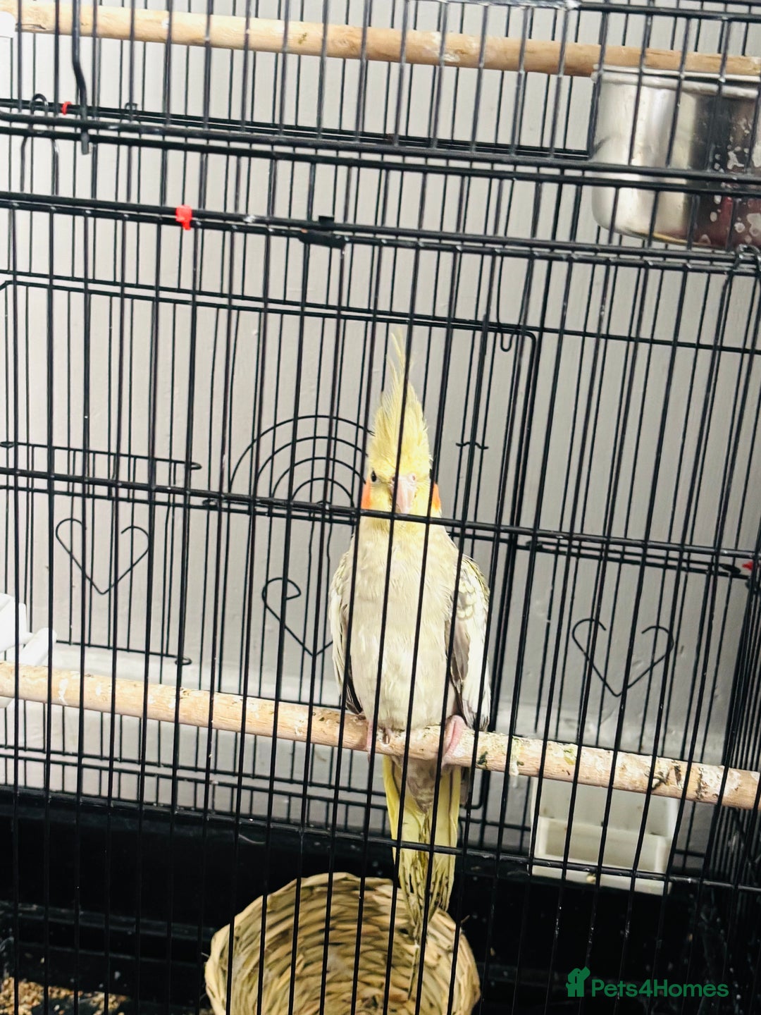 Cockatiels birds for sale: M r.    - Image 5