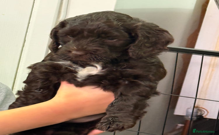 Mixed Breed dogs - Advert 2
