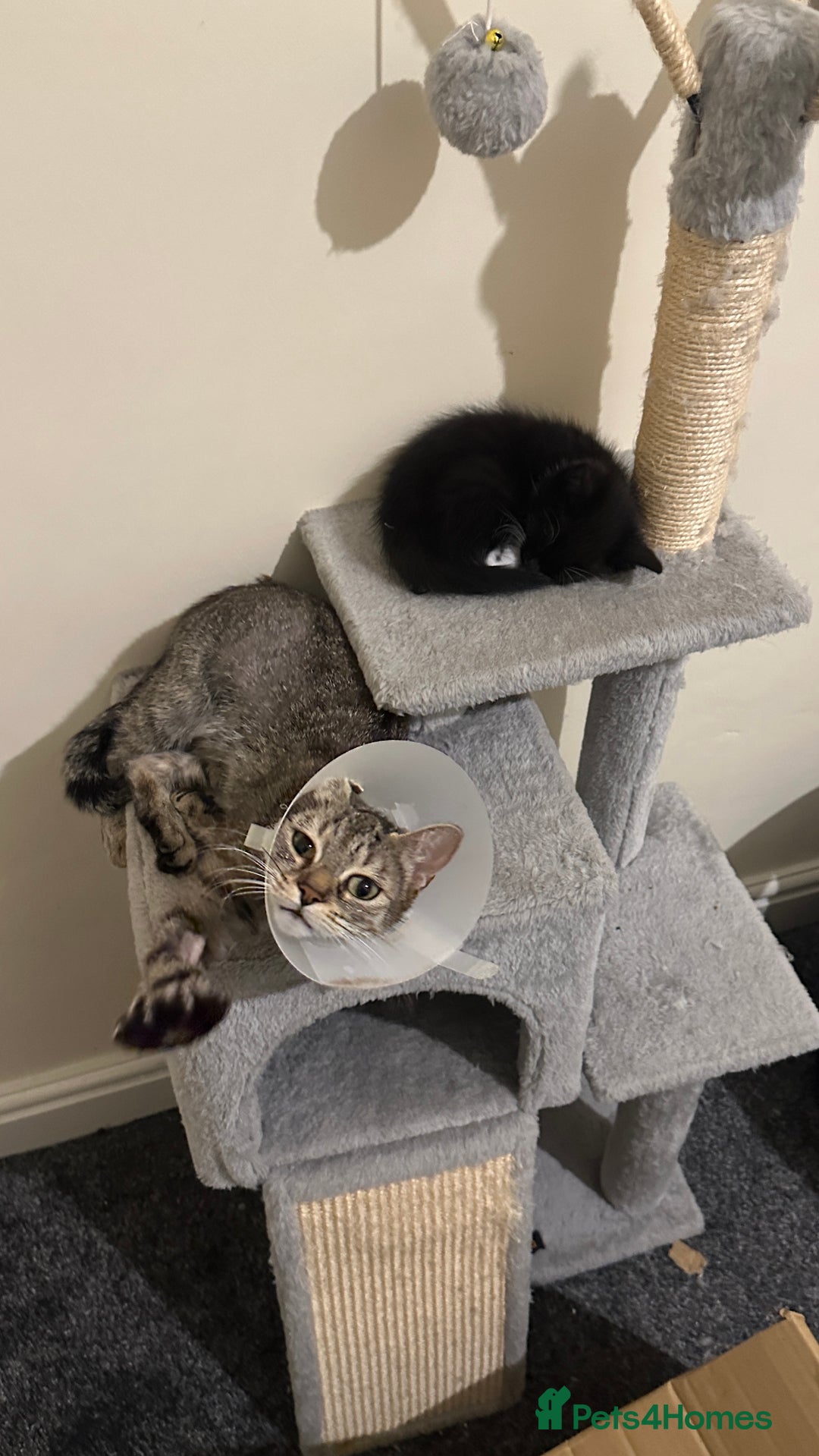 Mixed Breed cats for sale: 9 week old boy kitten - Advert 6