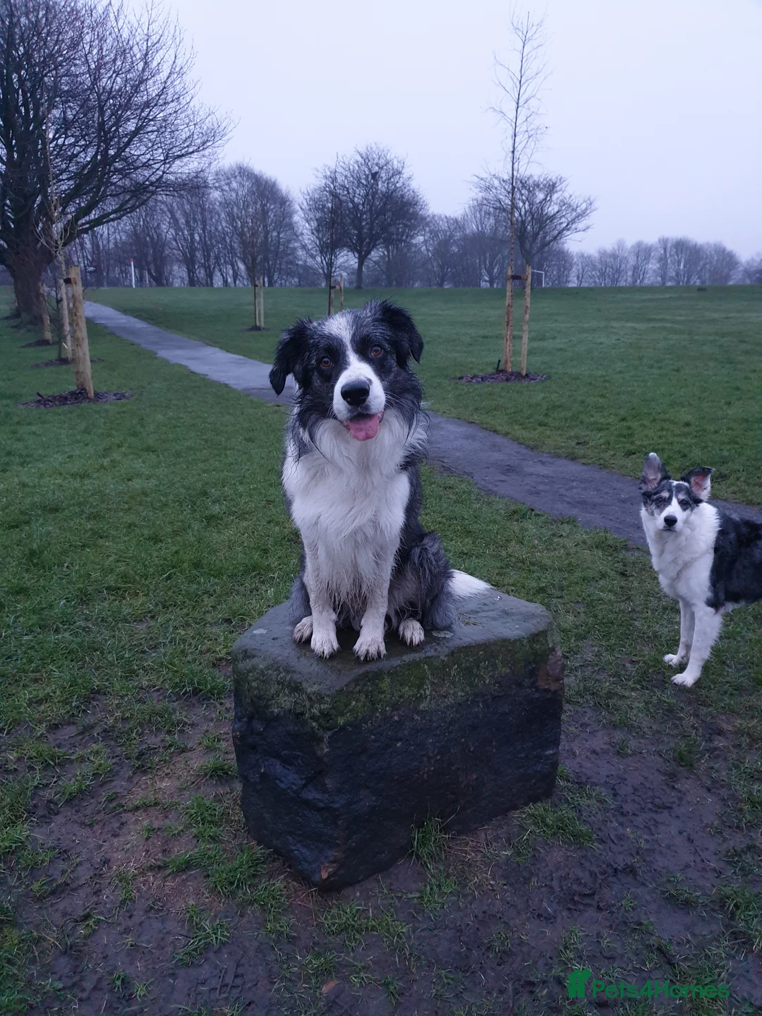 Border Collie dogs for stud: *proven* health tested working merle border collie in Leeds - Advert 5