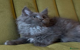 Maine Coon cats for sale: Maine Coon girls READY NOW Russian sired  - Image 17