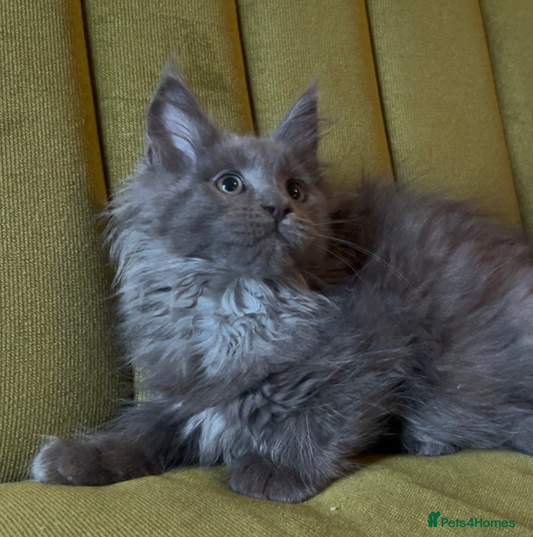 Maine Coon cats for sale: Maine Coon girls READY NOW Russian sired  - Image 17