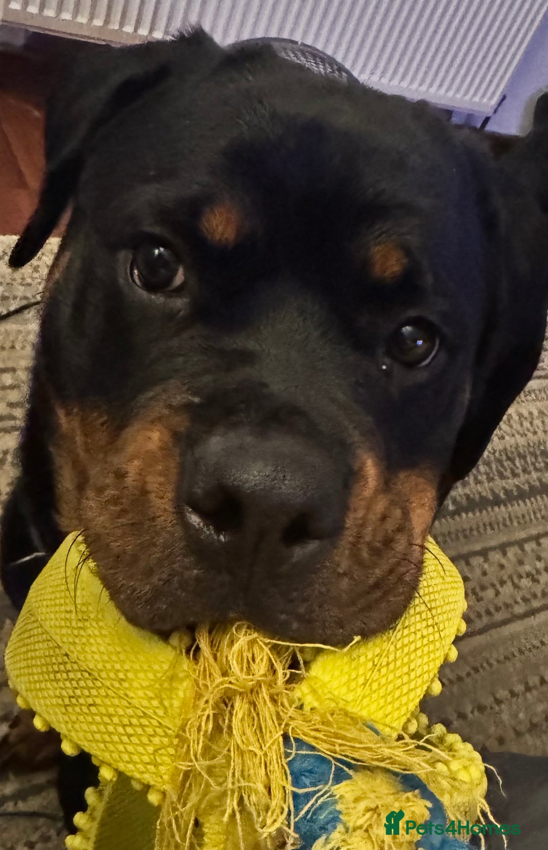 Rottweiler dogs for sale: 14 month old female Rottweiler  - Advert 3