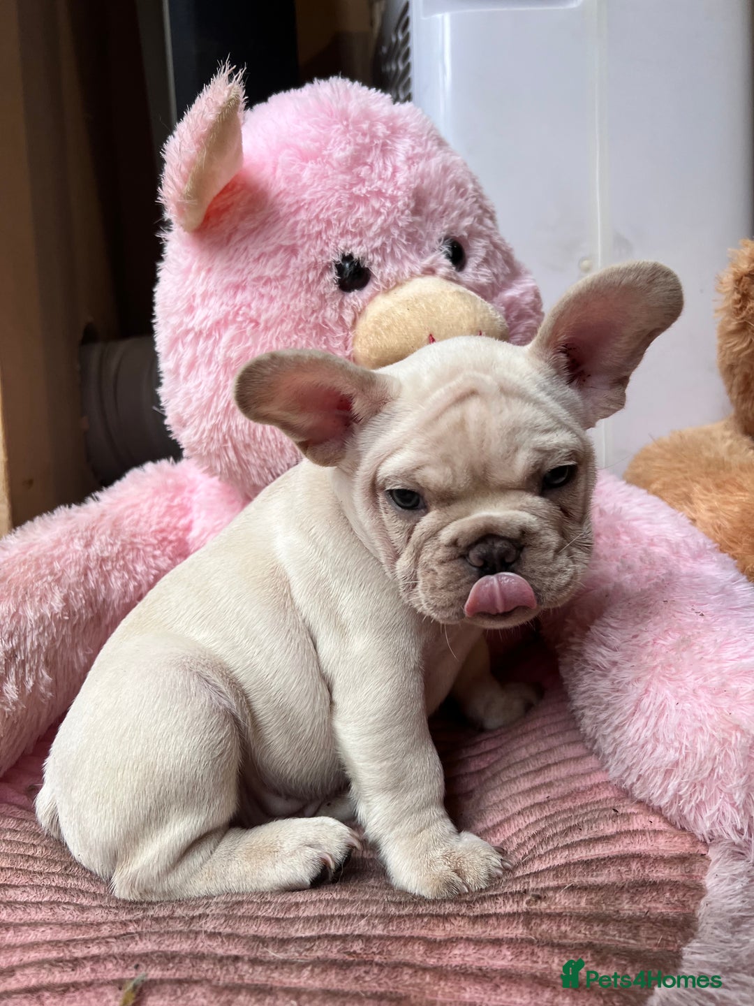 French Bulldog dogs for sale: Beautiful French Bulldog Puppies - Image 29