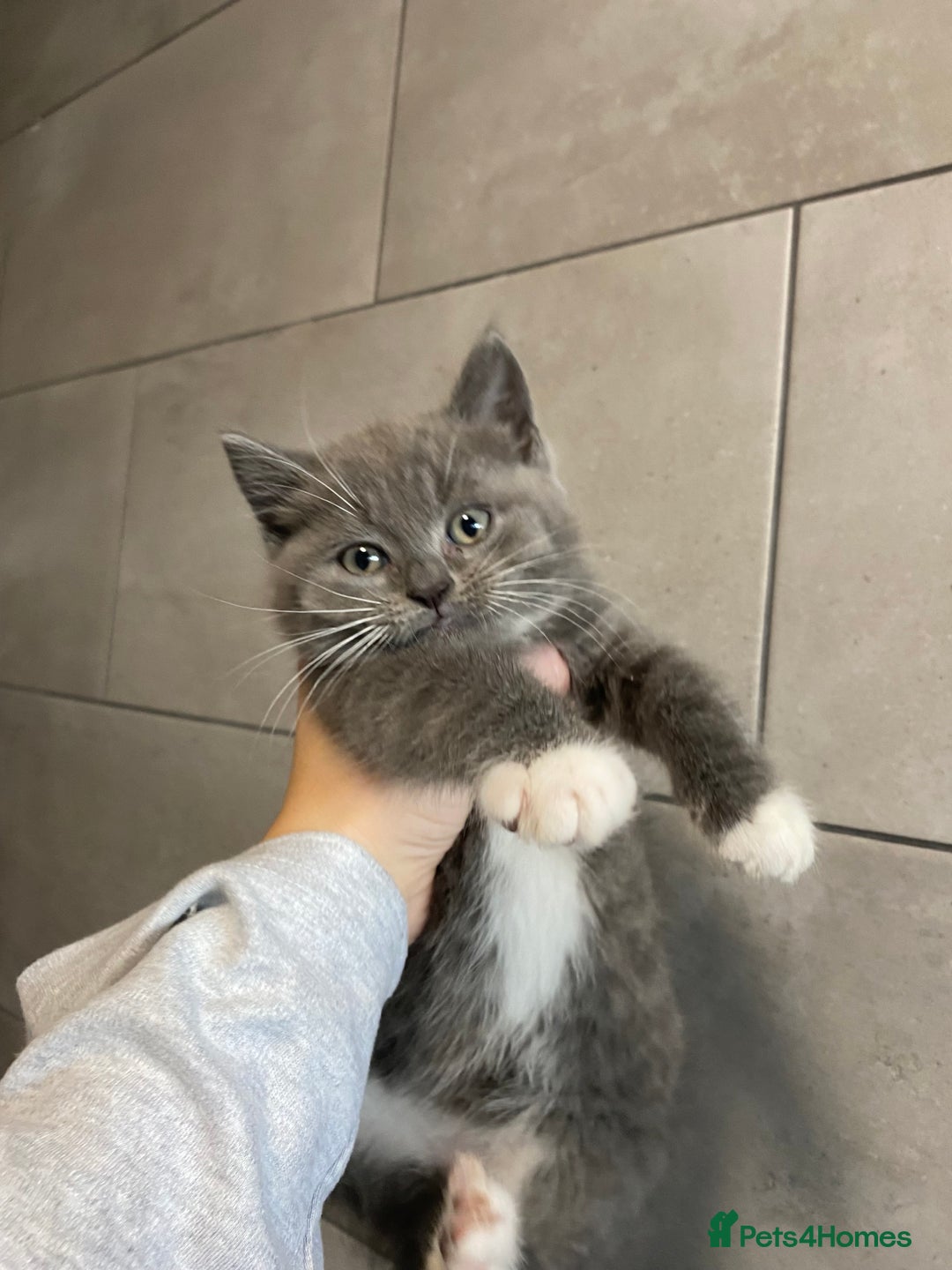 British Shorthair cats for sale: British shorthaired grey boy available now!  - Advert 4