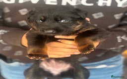 Mixed Breed dogs for sale: German shepherd x Chinese red dog puppies - Image 4