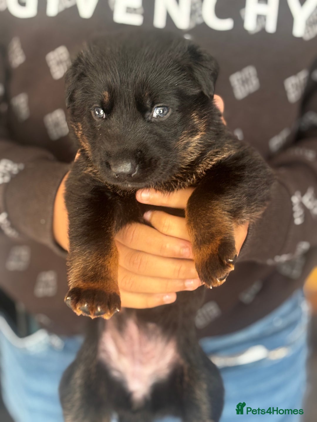 Mixed Breed dogs for sale: German shepherd x Chinese red dog puppies - Image 4