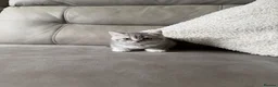 Scottish Fold cats for sale: Beautiful Scottish fold - Advert 14