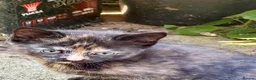 Mixed Breed cats for sale: Gorgeous kittens - Advert 18