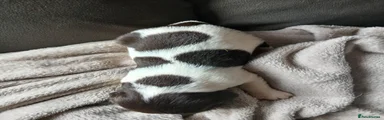 English Springer Spaniel girl 1