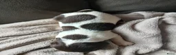 English Springer Spaniel dogs for sale: Springer spaniel - Advert 22