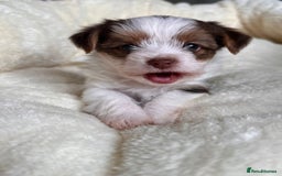 Yorkshire Terrier dogs for sale: DNA tested parents - Yorkie puppies  - Image 24