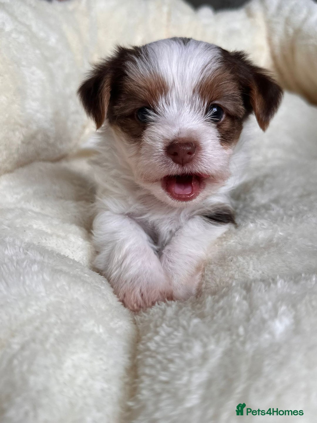 Yorkshire Terrier dogs for sale: DNA tested parents - Yorkie puppies  - Image 24